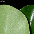 Scyphiphora hydrophylacea (Yamstick Mangrove) occurs in Cairns, Australia<br />Canon KDX (400D) + EFS60 F2.8